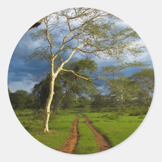 Koortsboom (Acacia Xanthophloea) met vuil spoor Ronde Sticker (Voorkant)