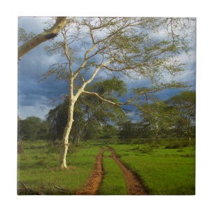 Koortsboom (Acacia Xanthophloea) met vuil spoor Tegeltje