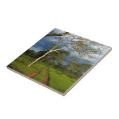 Koortsboom (Acacia Xanthophloea) met vuil spoor Tegeltje (Zijkant)