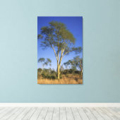 Koortsboom (Acacia Xanthophloea), Punda Maria Canvas Afdruk (Insitu (Houten vloer))