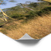 Koortsboom (Acacia Xanthophloea), Punda Maria Poster (Hoek)