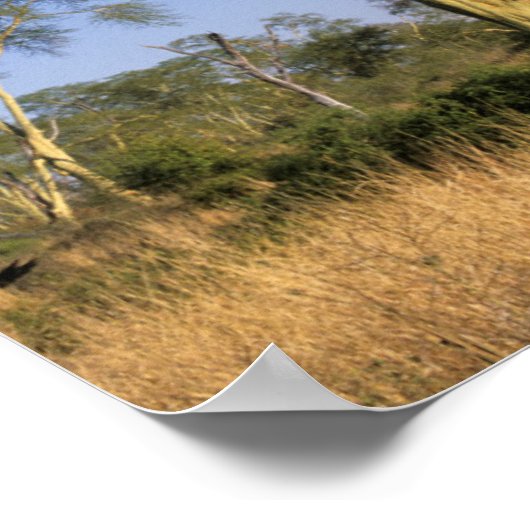 Koortsboom (Acacia Xanthophloea), Punda Maria Poster (Hoek)