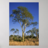 Koortsboom (Acacia Xanthophloea), Punda Maria Poster (Voorkant)