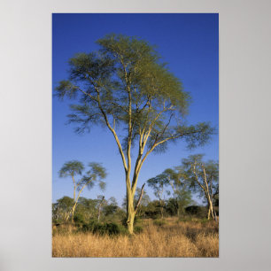 Koortsboom (Acacia Xanthophloea), Punda Maria Poster
