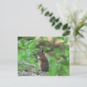 Kooskooskia Idaho Mammals Deer Animals Chipmunk Briefkaart (Staand voorkant)