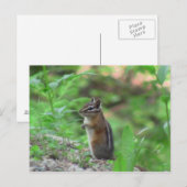 Kooskooskia Idaho Mammals Deer Animals Chipmunk Briefkaart (Voorkant / Achterkant)