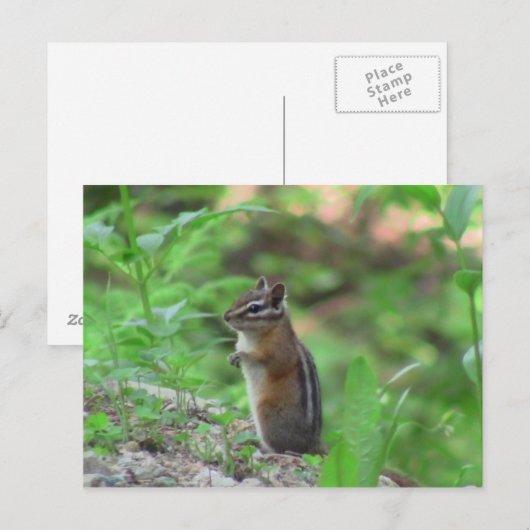 Kooskooskia Idaho Mammals Deer Animals Chipmunk Briefkaart (Voorkant / Achterkant)