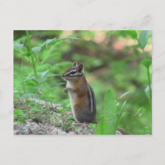 Kooskooskia Idaho Mammals Deer Animals Chipmunk Briefkaart