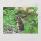 Kooskooskia Idaho Mammals Deer Animals Chipmunk Briefkaart (Voorkant)