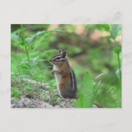 Kooskooskia Idaho Mammals Deer Animals Chipmunk Briefkaart (Voorkant)