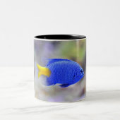 Kop met Lucky Fish (Center)