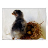 Kop met nesten (Voorkant Horizontaal)