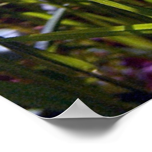 Kop op Buttercup Poster (Hoek)