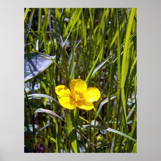 Kop op Buttercup Poster (Voorkant)