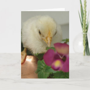 Kop op koperen thea Kettle in tuin Kaart