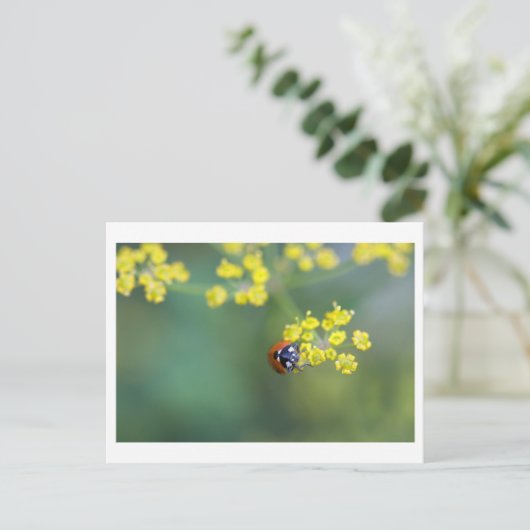 kop op ladybug briefkaart (Staand voorkant)