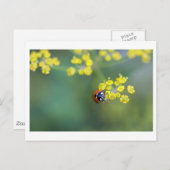 kop op ladybug briefkaart (Voorkant / Achterkant)