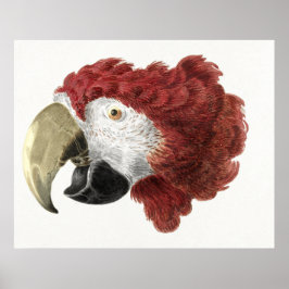 Kop van een Ara (1725–1792) Poster