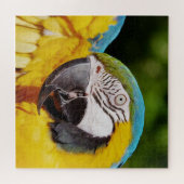 Kop van een blauw-gele ara legpuzzel (Horizontaal)