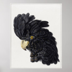 Kop van een Kaketoe (1725 - 1792) Aert Schouman Poster