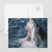 Kop van Grote Witte Haai Briefkaart (Voorkant / Achterkant)