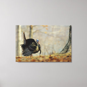 Kop van kalkoen pronkend, Illinois Canvas Afdruk
