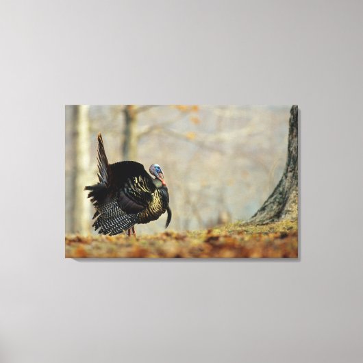 Kop van kalkoen pronkend, Illinois Canvas Afdruk (Voorkant)