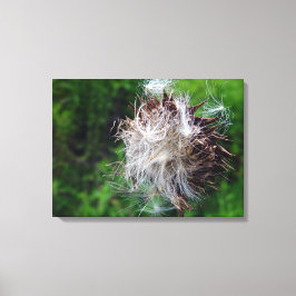 Kop van Speerdistel  Canvas Afdruk