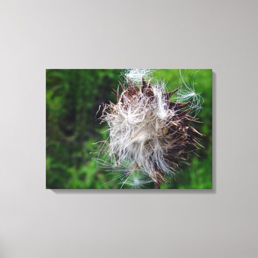 Kop van Speerdistel  Canvas Afdruk (Voorkant)