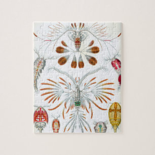 kopepodadieren door Ernst Haeckel Legpuzzel