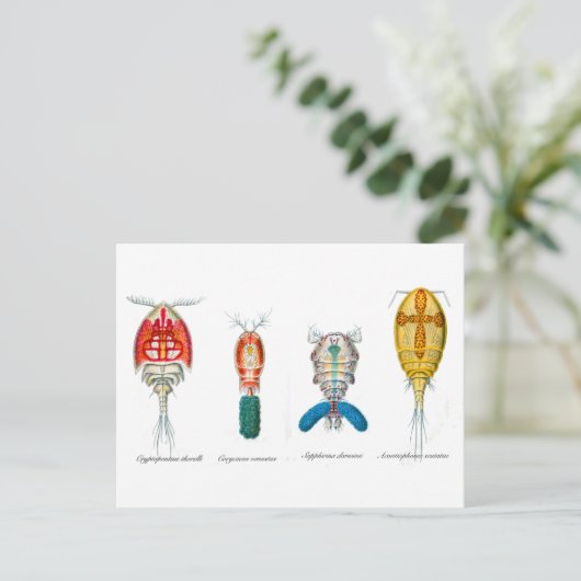 Kopepotigen Briefkaart (Staand voorkant)