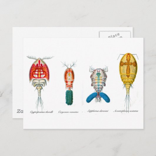 Kopepotigen Briefkaart (Voorkant / Achterkant)