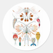 Kopepotigen Ronde Sticker (Voorkant)