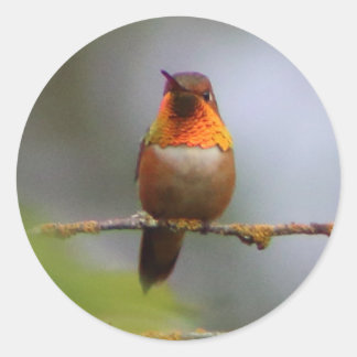 Koper Rufous Hummingbird Ronde Sticker
