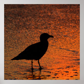 Koper Sunset Poster