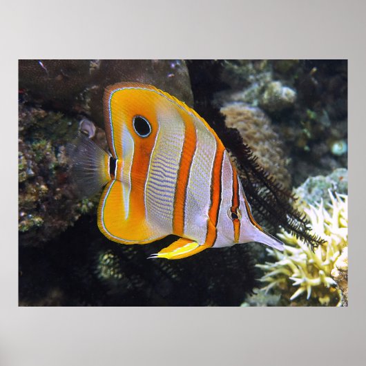 Koperband Butterflyfish Poster (Voorkant)