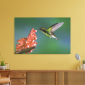 Koperkopsmaragd, Elvira cupreiceps, Canvas Afdruk (Insitu (Woonkamer))