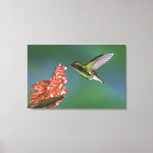 Koperkopsmaragd, Elvira cupreiceps, Canvas Afdruk (Voorkant)