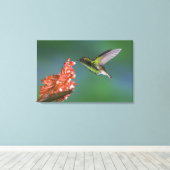 Koperkopsmaragd, Elvira cupreiceps, Canvas Afdruk (Insitu (Houten vloer))