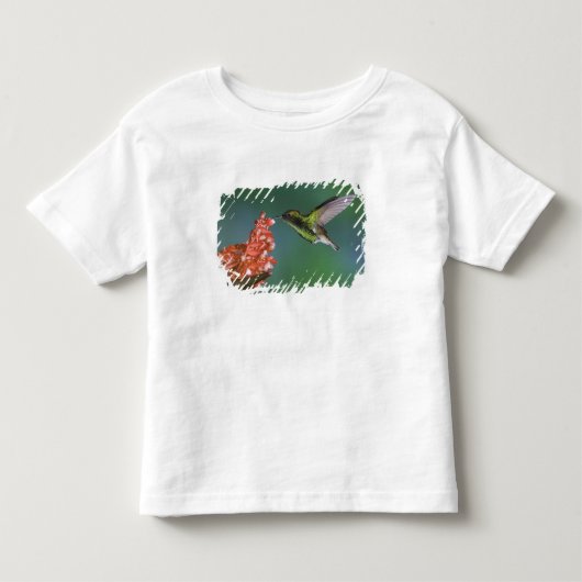 Koperkopsmaragd, Elvira cupreiceps, Kinder Shirts (Voorkant)