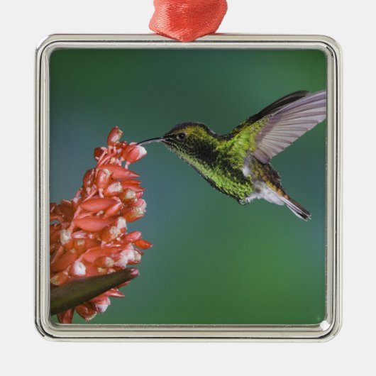 Koperkopsmaragd, Elvira cupreiceps, Metalen Ornament (Voorkant)