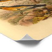 Kopers Flycatcher Bird  Print (Hoek)