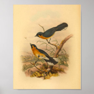Kopers Flycatcher Bird  Print
