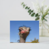 Kopf vom Vogel Strauß Postkarte Briefkaart (Staand voorkant)