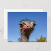 Kopf vom Vogel Strauß Postkarte Briefkaart (Voorkant / Achterkant)
