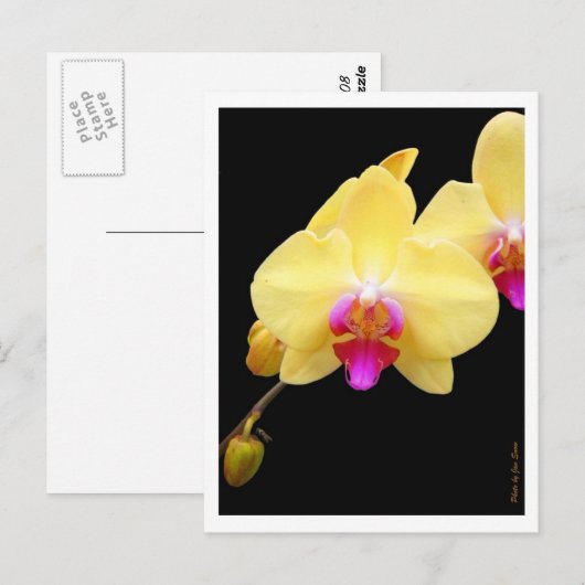 Kopie van gele orchideeën briefkaart (Voorkant / Achterkant)