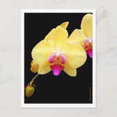 Kopie van gele orchideeën briefkaart (Voorkant)