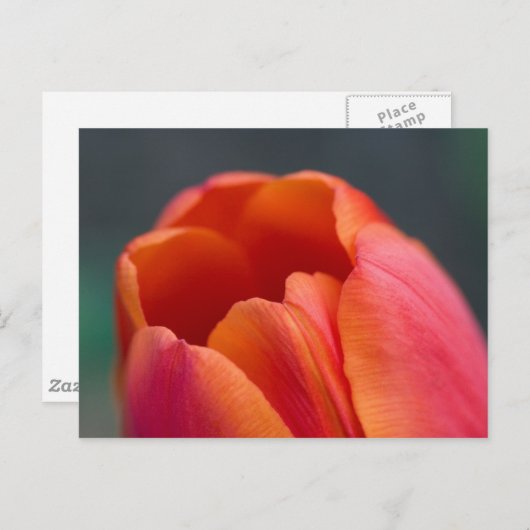 koppeltang briefkaart (Voorkant / Achterkant)