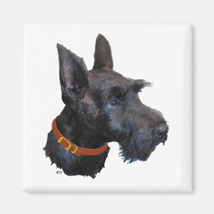 Kopstudie van Schotse Terrier Magneet