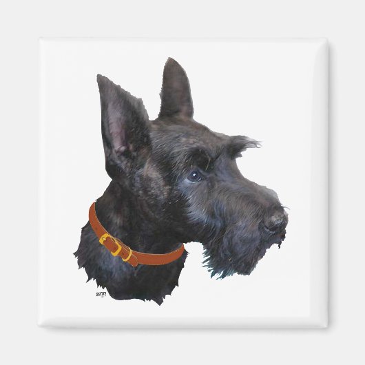 Kopstudie van Schotse Terrier Magneet (Voorkant)